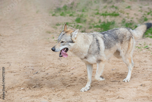 Czechoslovakian Wolfdog playing on a sandy field