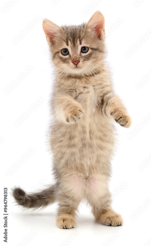 Fototapeta premium Kitten on white background.