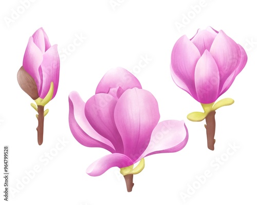 Watercolor flower Magnolia set illustration.