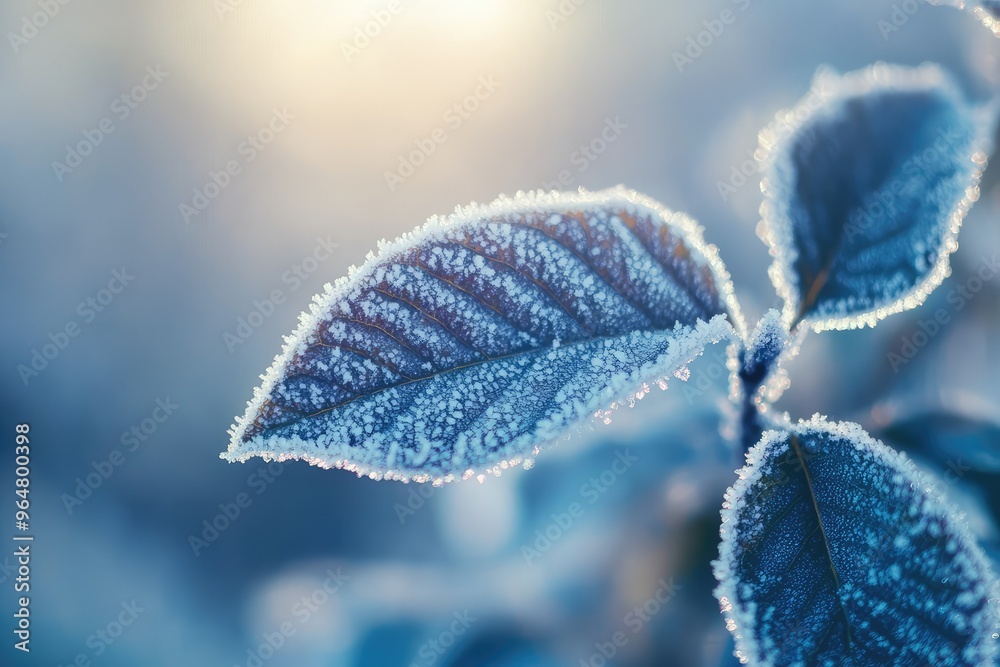 A Delicate Dance: Frost Embraces a Leaf in the Soft Light of Dawn A Delicate Dance: Frost Embraces a Leaf in the Soft Light of Dawn