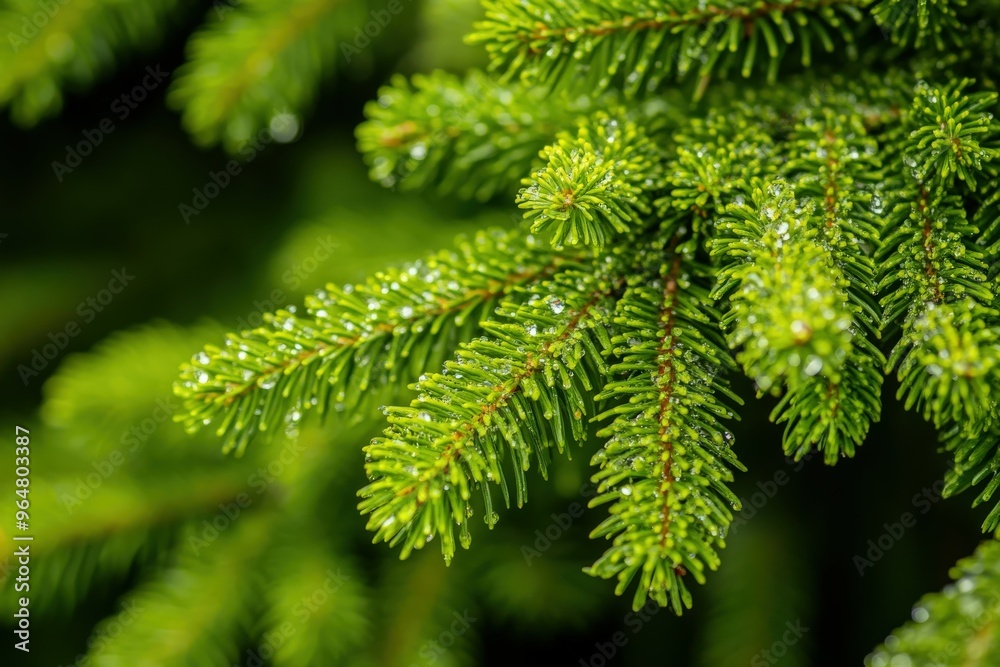 Detailed view of dew-covered pine needles in a lush forest setting Detailed view of dew-covered pine needles in a lush forest setting