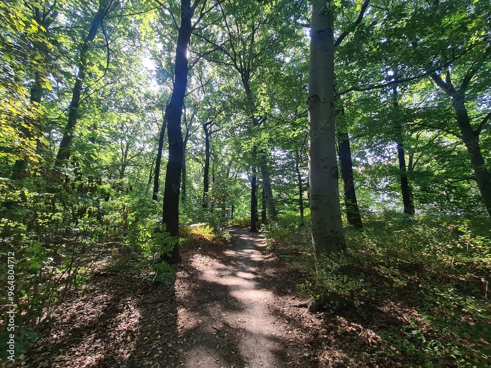 Path with sunlight in the Plänterwald Forest in Berlin Treptow Path with sunlight in the Plänterwald Forest in Berlin Treptow