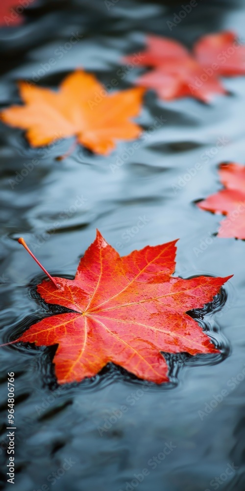 Colorful autumn leaves floating on calm water surface in serene setting Colorful autumn leaves floating on calm water surface in serene setting