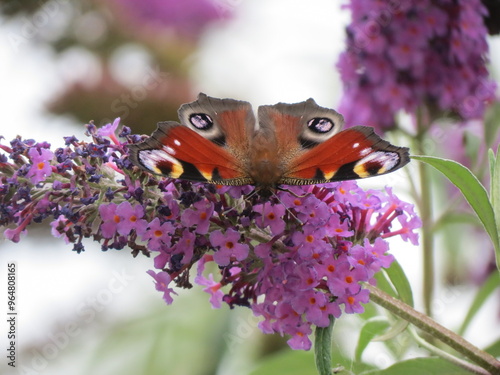 Schmetterling auf Sommerflieder