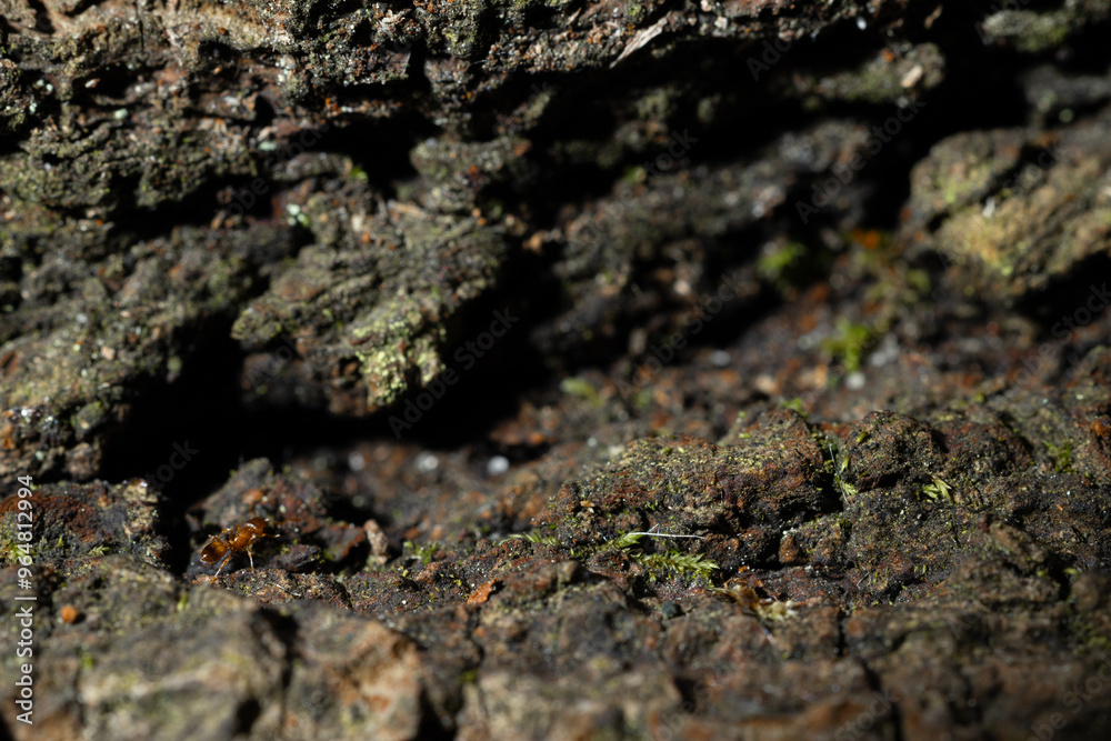 cave material rocky stone macro narrow focus close up view of edge cliffs textured surface with small ant creature cave material rocky stone macro narrow focus close up view of edge cliffs textured surface with small ant creature
