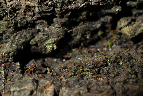 cave material rocky stone macro narrow focus close up view of edge cliffs textured surface with small ant creature