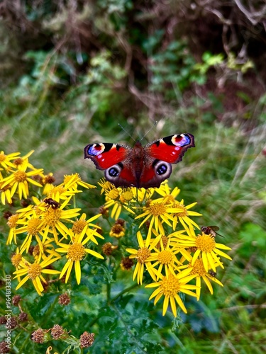butterfly on a flower