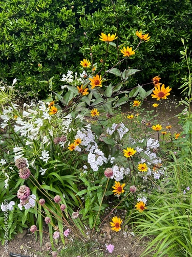flowers in the garden