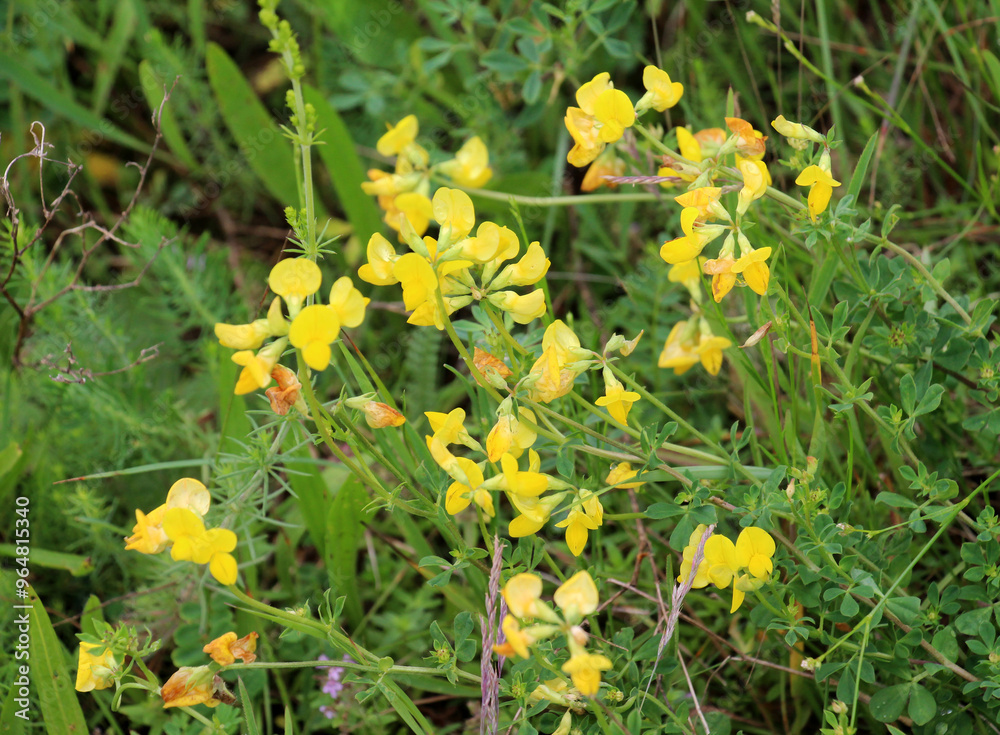 Lotus corniculatus grows among the grasses in the meadow Lotus corniculatus grows among the grasses in the meadow
