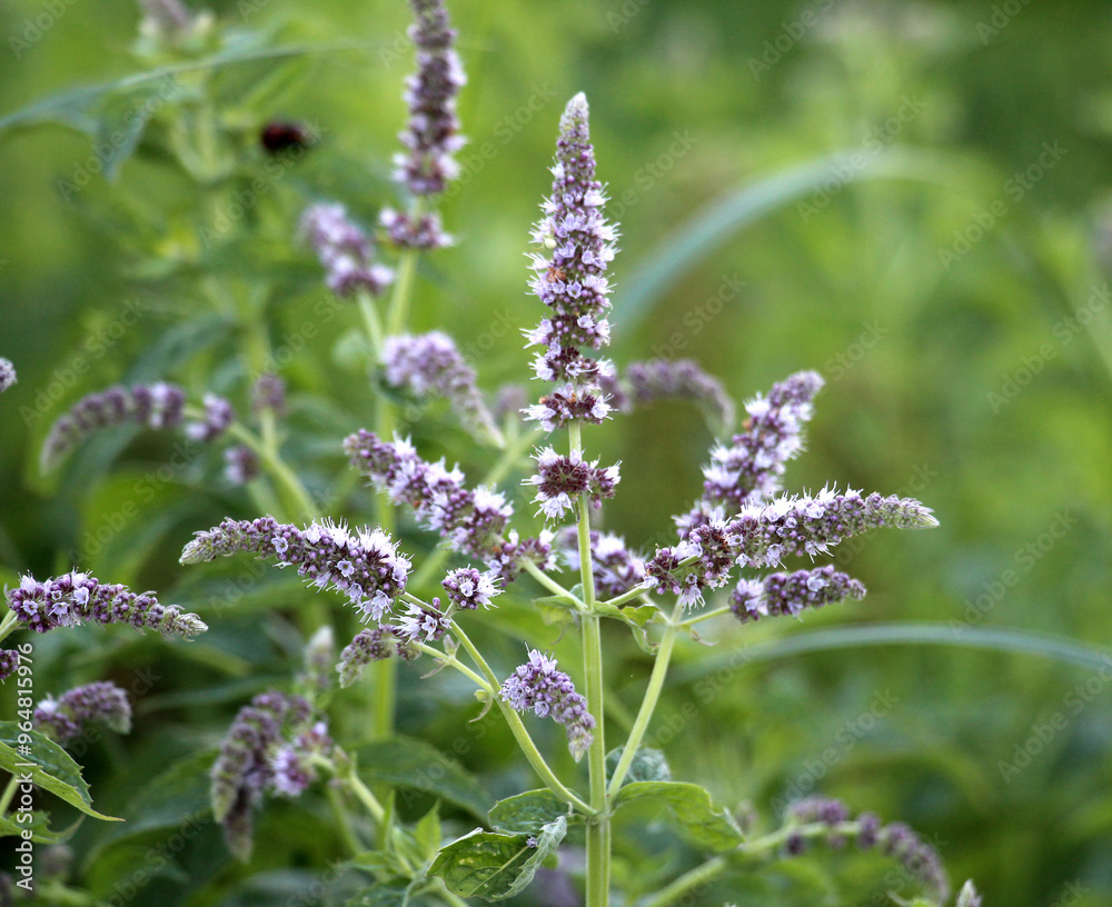 Long-leaved mint (Mentha longifolia) grows in nature Long-leaved mint (Mentha longifolia) grows in nature