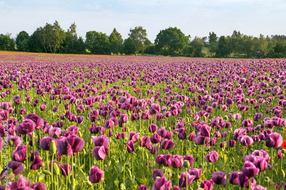 Flowering opium poppy field, papaver somniferum Flowering opium poppy field, papaver somniferum