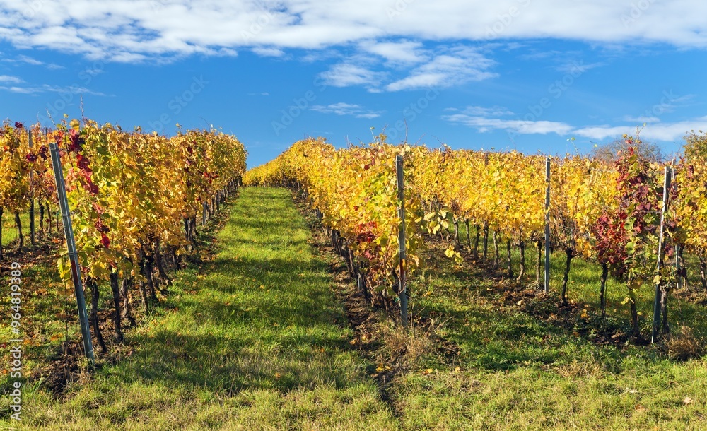 Naklejka premium vineyard, autumn in the vineyard yellow coloured