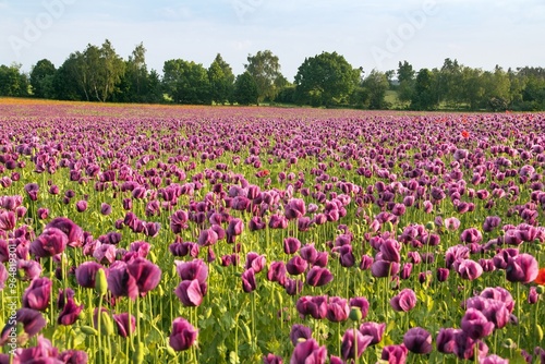 Flowering opium poppy field, papaver somniferum