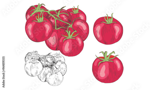 Tomato vegetable artwork for t shirt print, poster, sticker and other uses.