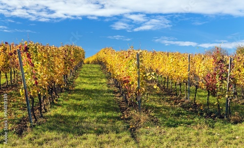 vineyard, autumn in the vineyard yellow coloured