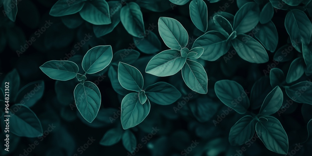 Nature captured in dim lighting with lush, green leaves displaying their vivid textures and intricate patterns. Nature captured in dim lighting with lush, green leaves displaying their vivid textures and intricate patterns.
