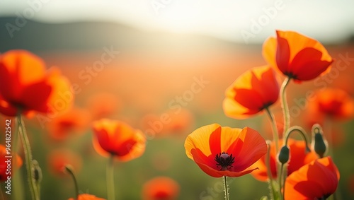 Vivid red and orange poppy flowers border a soft focus Mediterranean field with a bokeh background