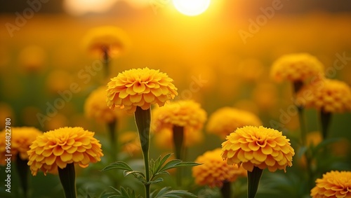 Vibrant marigold flowers bordering a warm sunset field Indian garden setting bokeh background