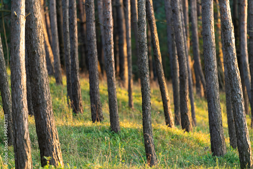 Fototapeta Naklejka Na Ścianę i Meble -  Las iglasty w Polsce