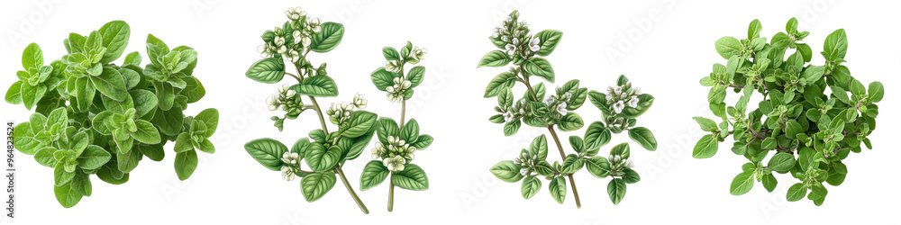 Sweet Marjoram - Delicate and fragrant herb Isolated on Clear White Background Highly Detailed Sweet Marjoram - Delicate and fragrant herb Isolated on Clear White Background Highly Detailed