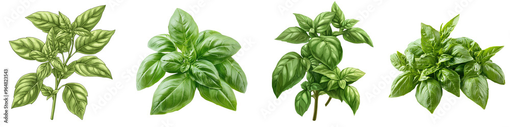 Sweet Basil - Fresh and fragrant herb Isolated on Clear White Background Highly Detailed Sweet Basil - Fresh and fragrant herb Isolated on Clear White Background Highly Detailed