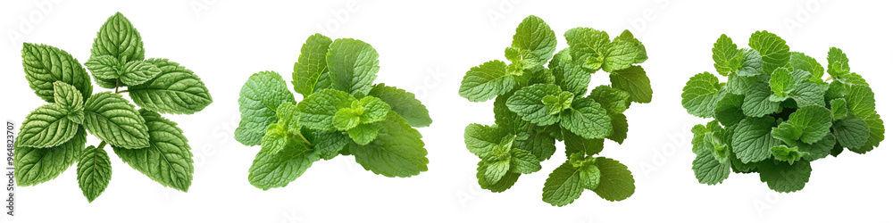 Lemon Balm - Citrusy and soothing herb Isolated on Clear White Background Highly Detailed Lemon Balm - Citrusy and soothing herb Isolated on Clear White Background Highly Detailed
