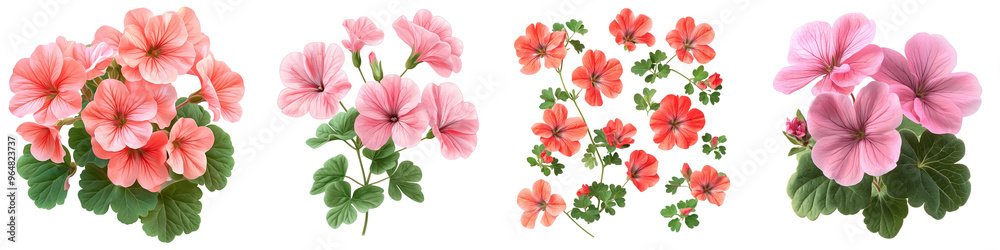Obraz premium Geraniums - Fragrant and ornamental flowers Isolated on Clear White Background Highly Detailed