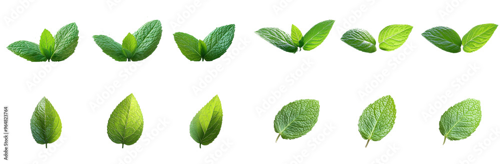 Fresh green leaves in various shapes and sizes, showcasing vibrant colors and textures. Perfect for nature themed designs or botanical illustrations. Fresh green leaves in various shapes and sizes, showcasing vibrant colors and textures. Perfect for nature themed designs or botanical illustrations.