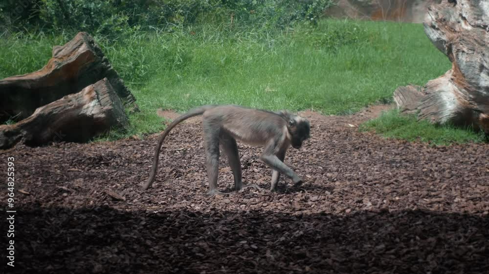 Lemur in the zoo. Nature Lemur. Zoo Animals. Lemurs Lemur in the zoo. Nature Lemur. Zoo Animals. Lemurs