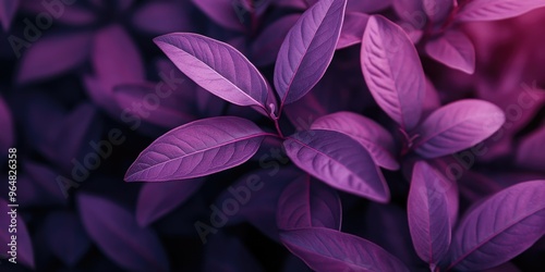 Purple leafed plant close-up