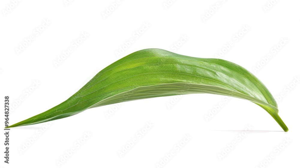 Single green leaf on a white surface Single green leaf on a white surface