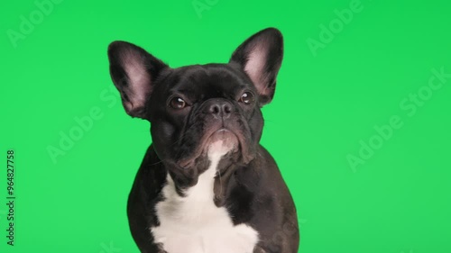 sleepy French bulldog puppy being tired, looking up and sitting in front of green background