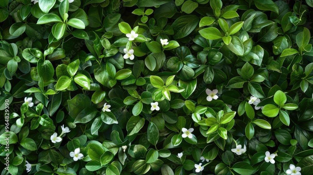 Close-up of a group of white flowers surrounded by green leaves Close-up of a group of white flowers surrounded by green leaves