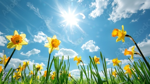 Vibrant Blooming Daffodils Under a Bright Sunny Sky