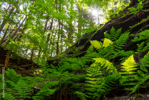 Pine trees dig their roots into the Cambrian sandstone bluffs along the Wisconsin River in the Wisconsin Dells.