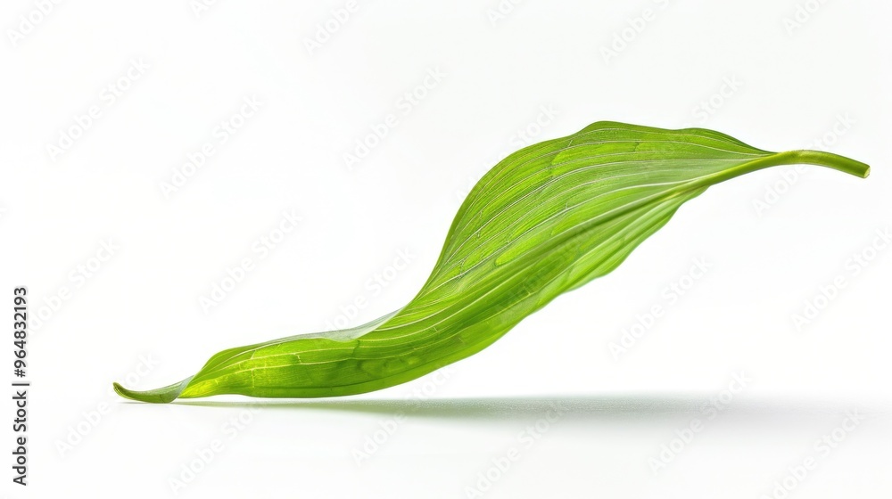 A single green leaf on a clean white surface A single green leaf on a clean white surface