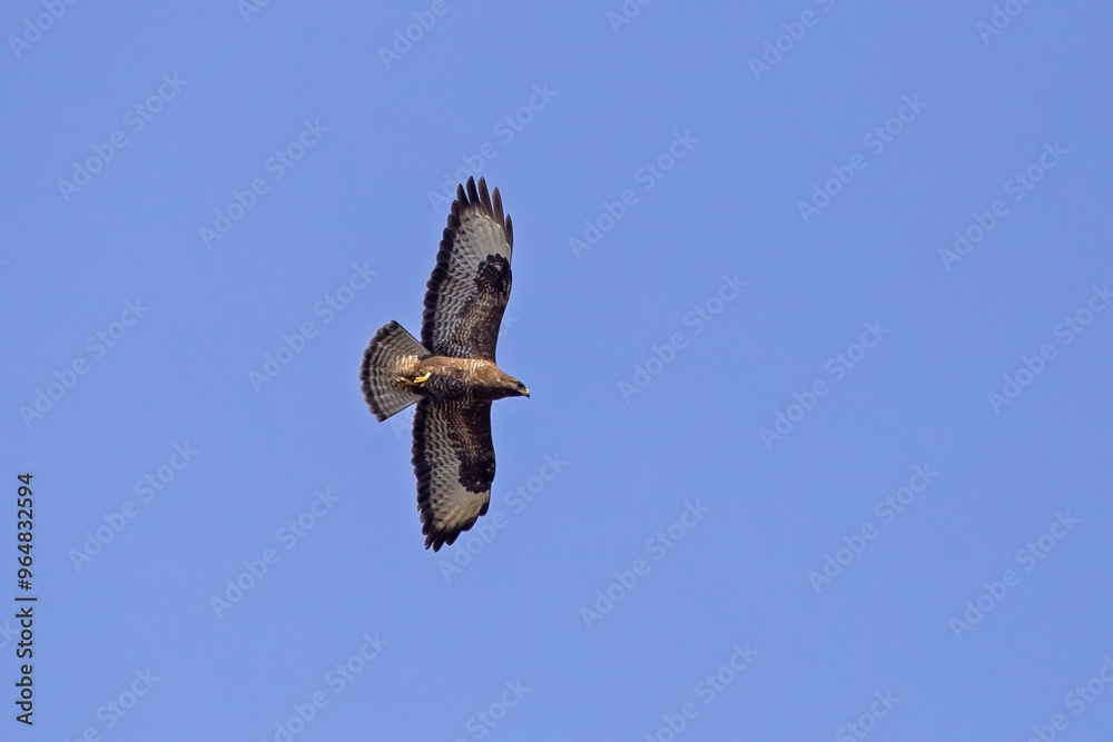 Fototapeta premium Beautiful bird of prey flying in the blue sky. Common buzzard (Buteo buteo).