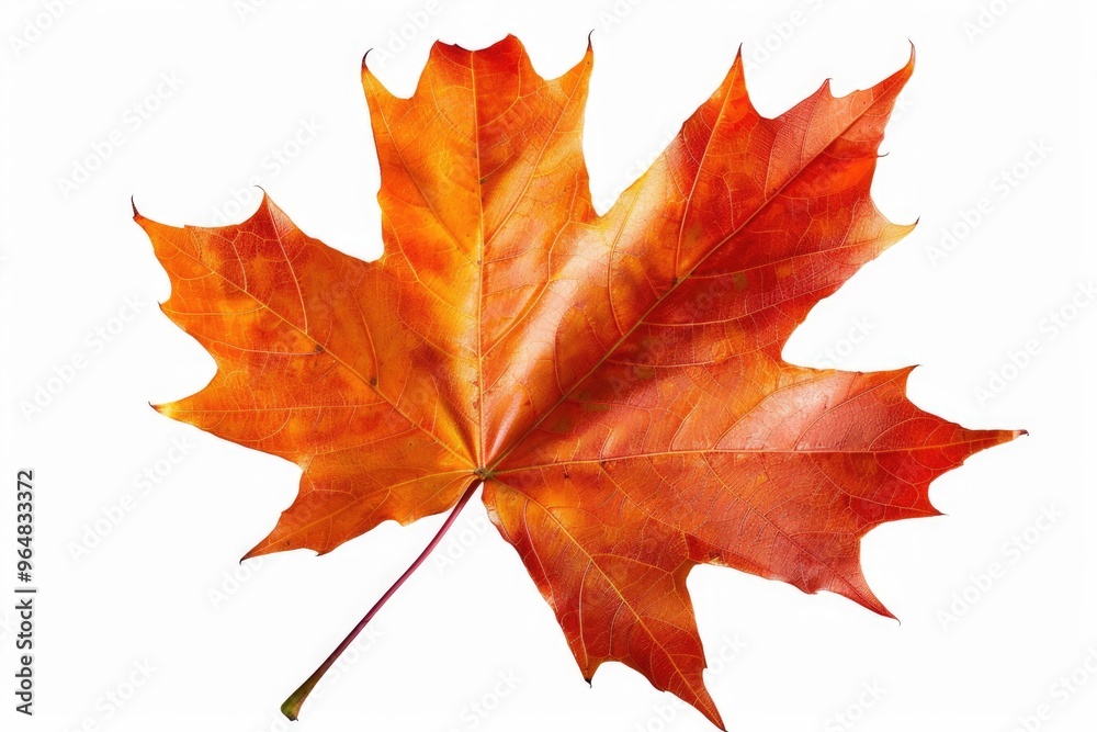 Obraz premium A single red maple leaf on a white background