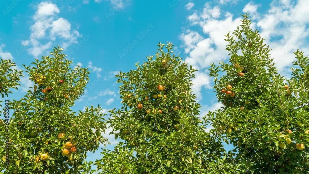 Orchard Abundance: Yellow Apples Against a Blue Sky Timelapse Orchard Abundance: Yellow Apples Against a Blue Sky Timelapse