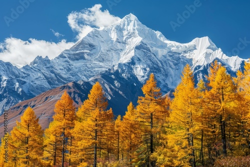 Golden larch trees illuminate the landscape during autumn, set against majestic snow-capped mountains and a brilliant blue sky, creating a stunning natural vista.