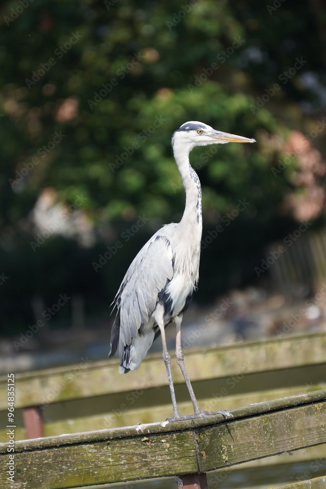Fototapeta premium Cigogne