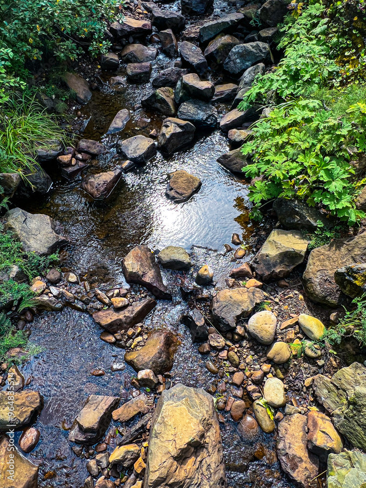 Fototapeta premium Mountain stream with rocks, ferns and rippled water.