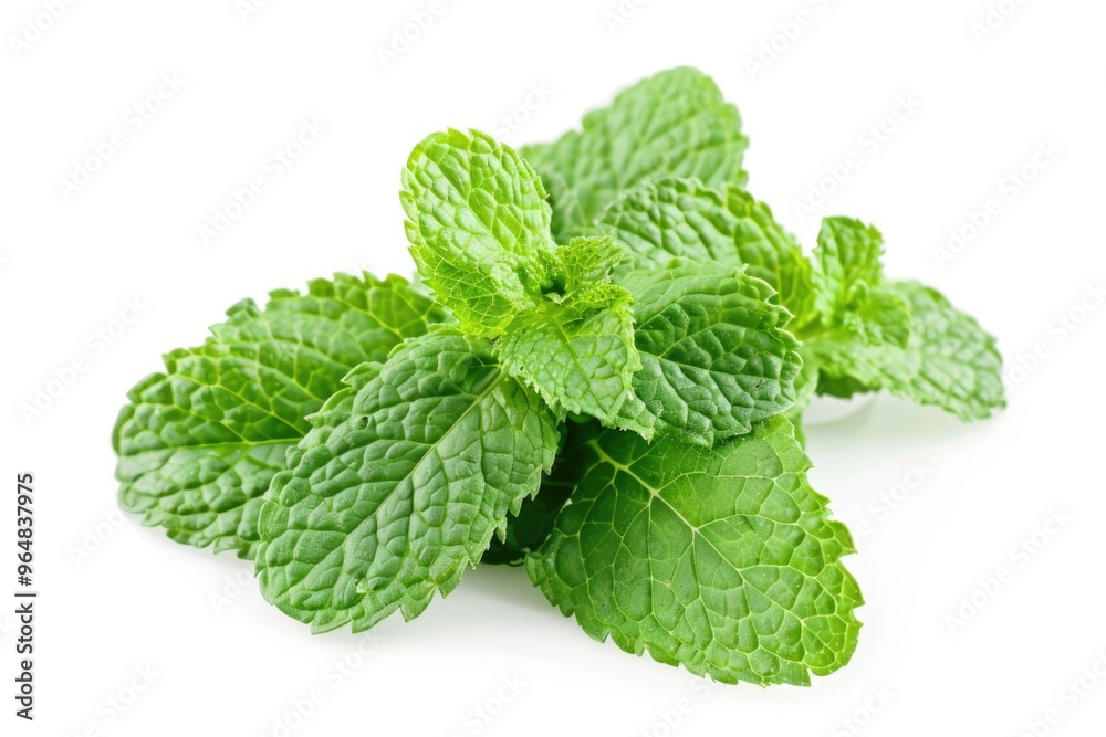 A bunch of fresh mint leaves arranged on a white surface, perfect for cooking or decorative purposes A bunch of fresh mint leaves arranged on a white surface, perfect for cooking or decorative purposes