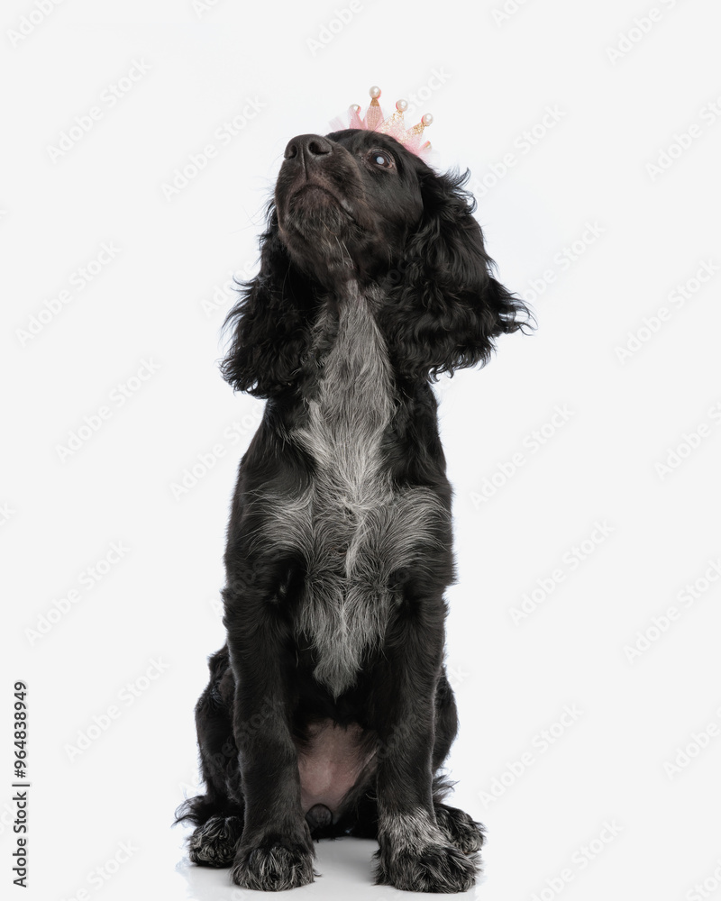curious little royal cocker spaniel puppy with crown looking up curious little royal cocker spaniel puppy with crown looking up