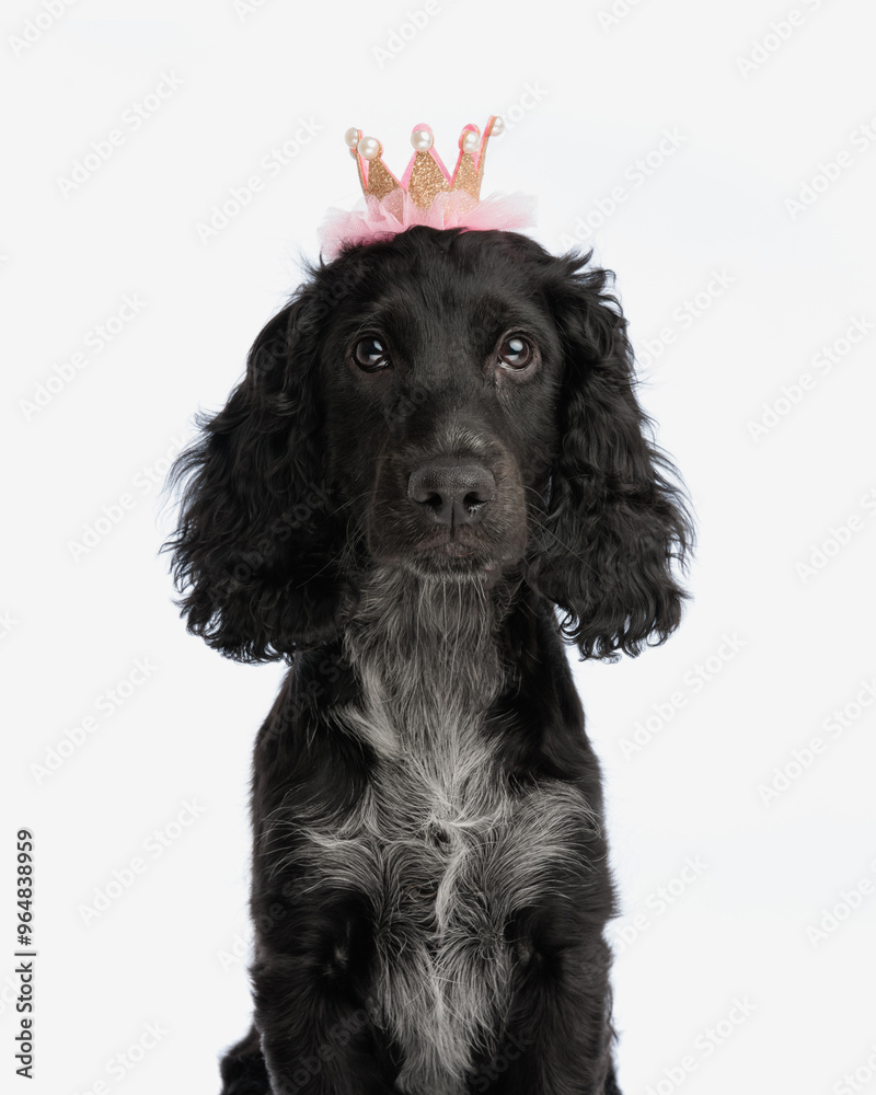 portrait of adorable cocker spaniel doggy with crown looking forward portrait of adorable cocker spaniel doggy with crown looking forward