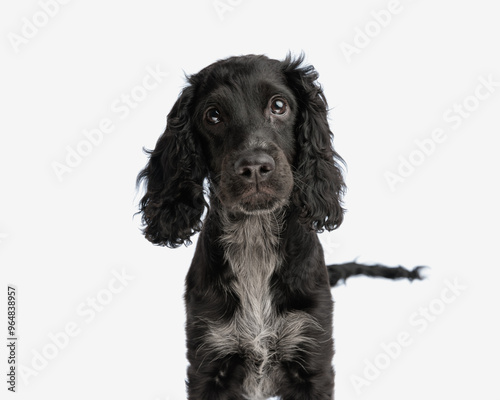 beautiful little english cocker spaniel puppy looking up with big eyes