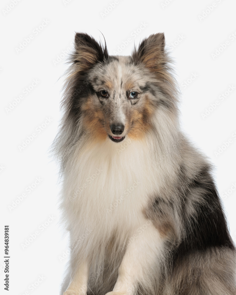sweet shetland sheepdog with big fur looking forward and panting