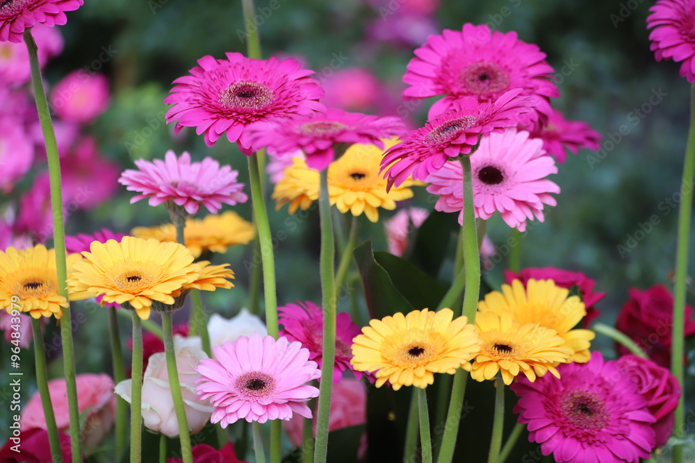 Vibrant colors of gerbera flowers with green stems . Vibrant colors of gerbera flowers with green stems .