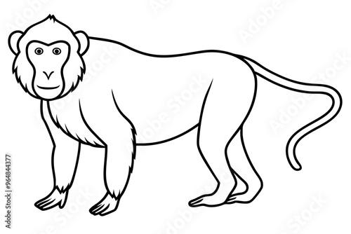 Baboon silhouette vector illustration. Line art vector photo