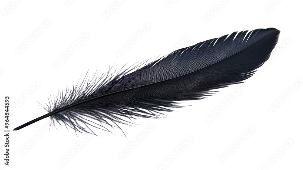 feather on transparent background feather on transparent background